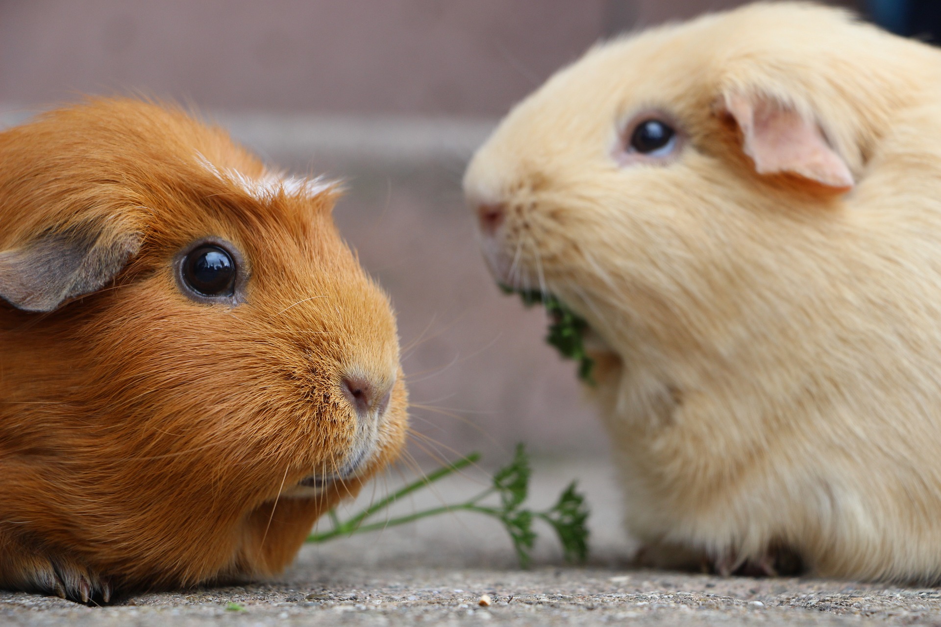 Guinea Pig Essentials: Creating a Happy and Healthy Home for Your Furry Friend
