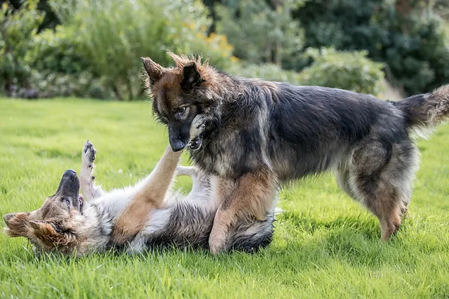 Rough and Tumble: Understanding Dogs Play Fighting