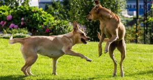 dogs-play-fighting