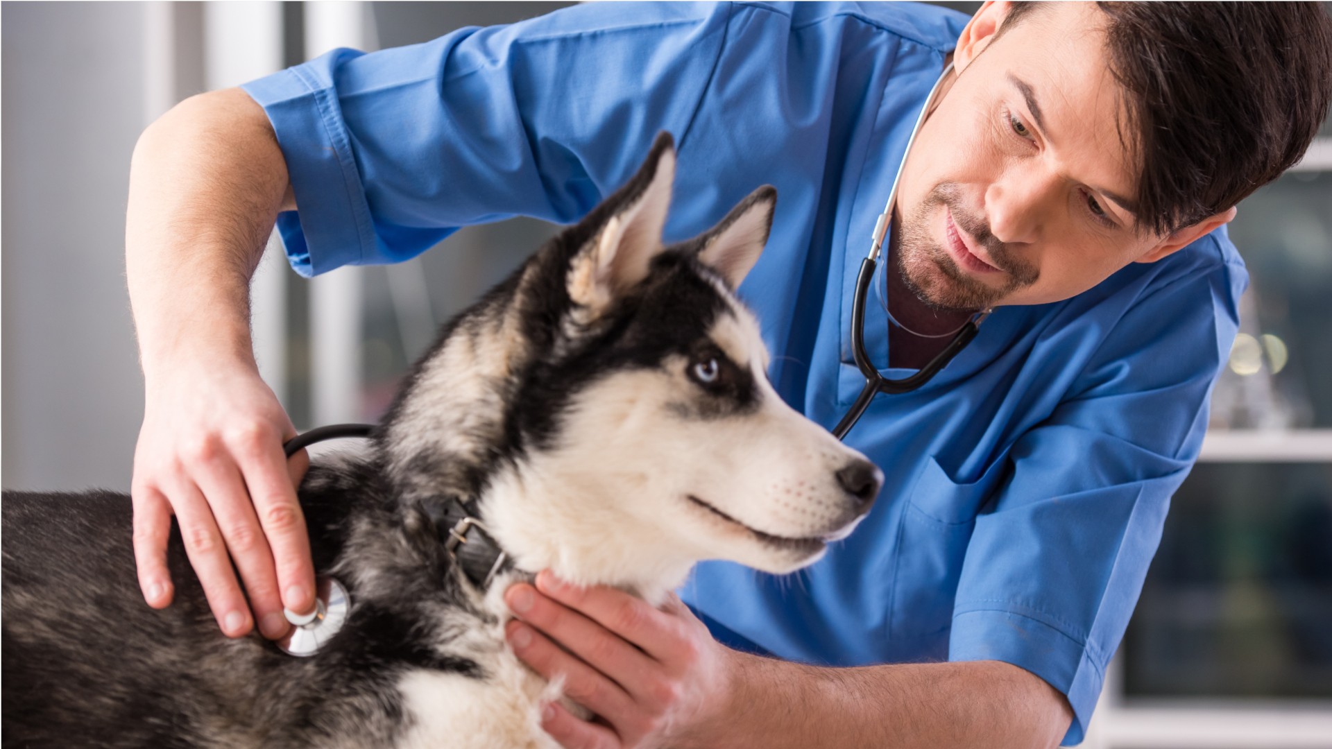 Enhancing Pet Healthcare: The Role of Veterinarians and Pet Ultrasound