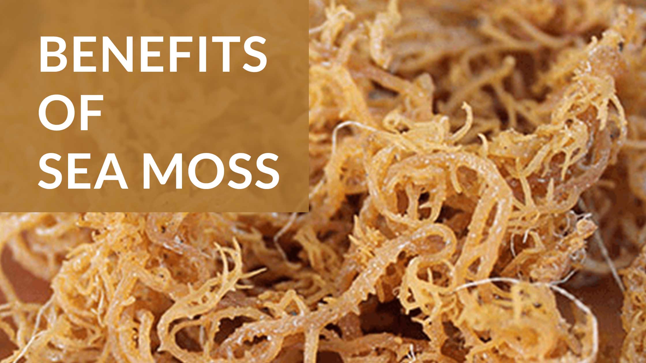 Essential Vitamins and Minerals in Wild Sea Moss for Optimal Health