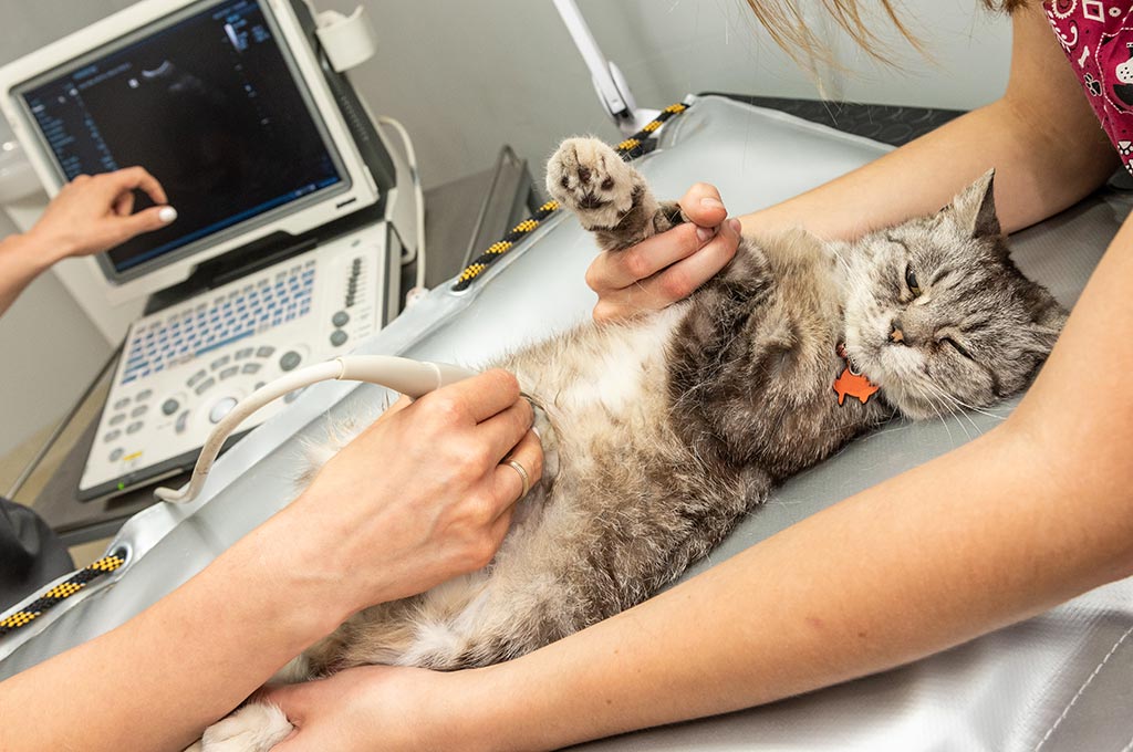 Pet Ultrasound